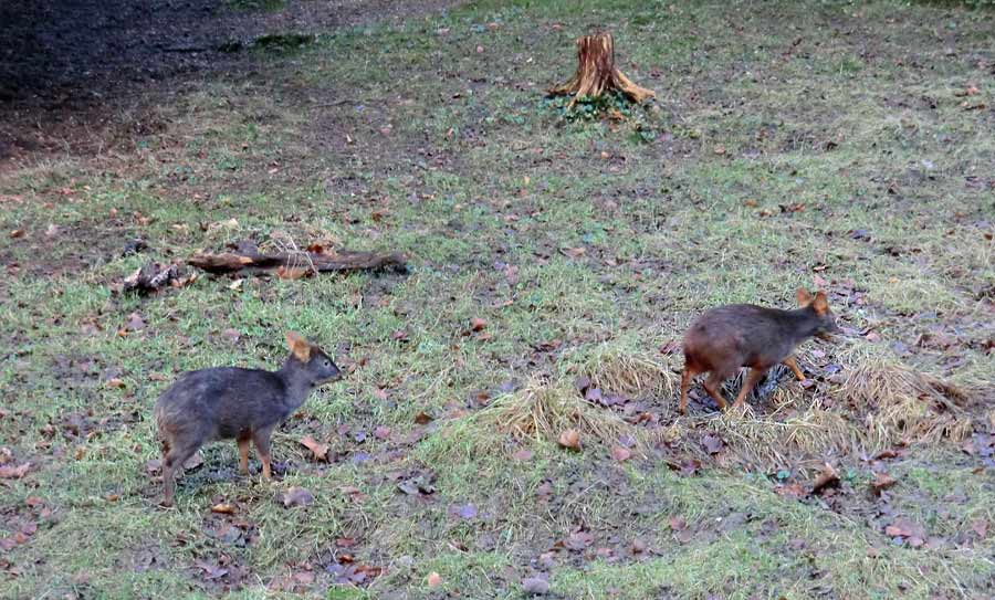 Südliche Pudus im Wuppertaler Zoo im Dezember 2013