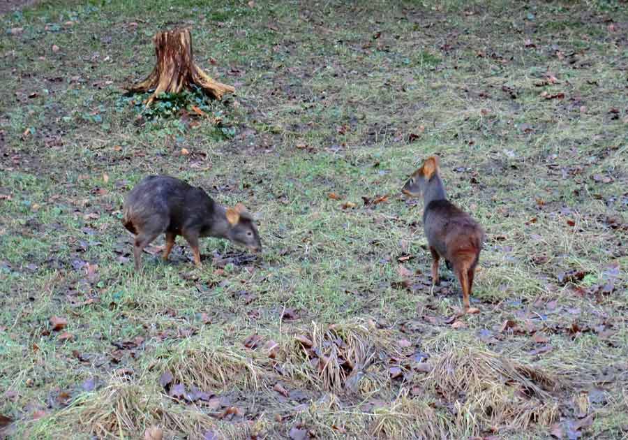 Südliche Pudus im Zoo Wuppertal im Dezember 2013