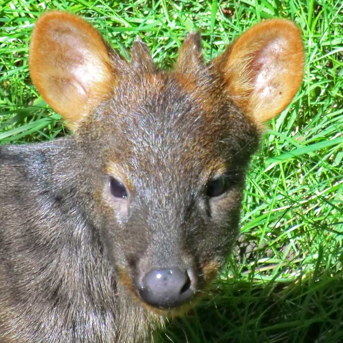 Südlicher Pudu im Wuppertaler Zoo im Mai 2014