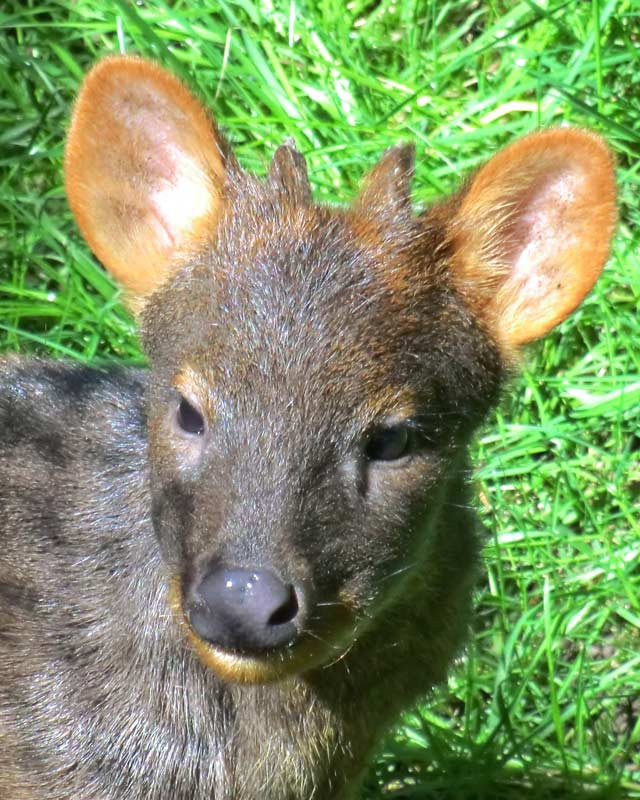 Südlicher Pudu im Wuppertaler Zoo im Mai 2014