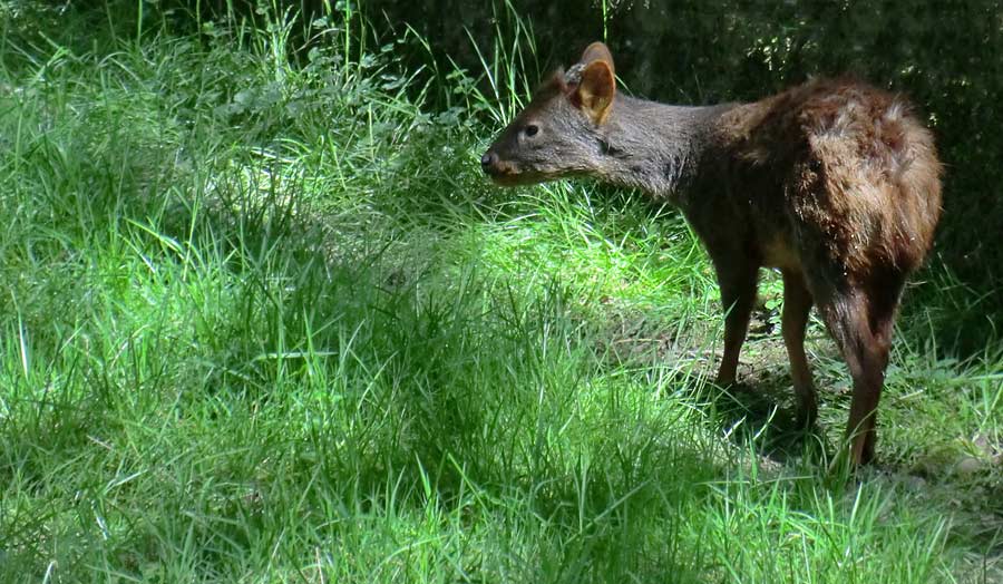 Südlicher Pudu im Wuppertaler Zoo im Mai 2014