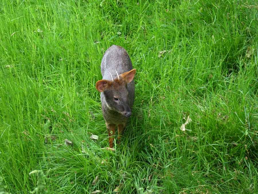 Südlicher Pudu im Zoo Wuppertal im Mai 2015