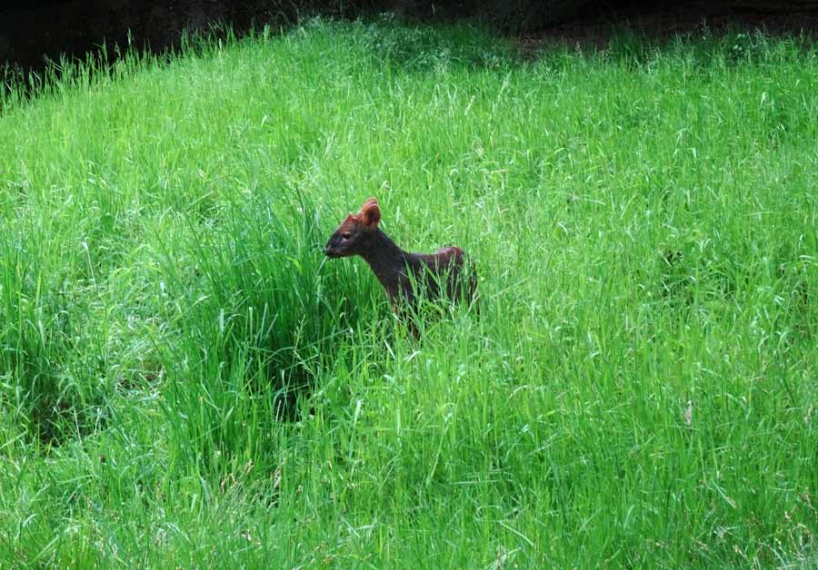 Südlicher Pudu im Grünen Zoo Wuppertal im Mai 2015