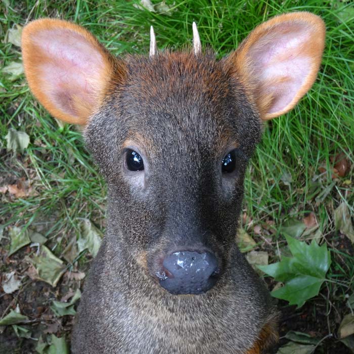 Südlicher Pudu im Wuppertaler Zoo im Mai 2015