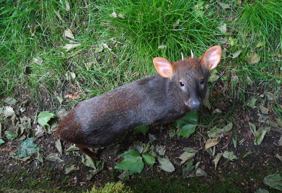 Südlicher Pudu im Zoologischen Garten Wuppertal im Mai 2015