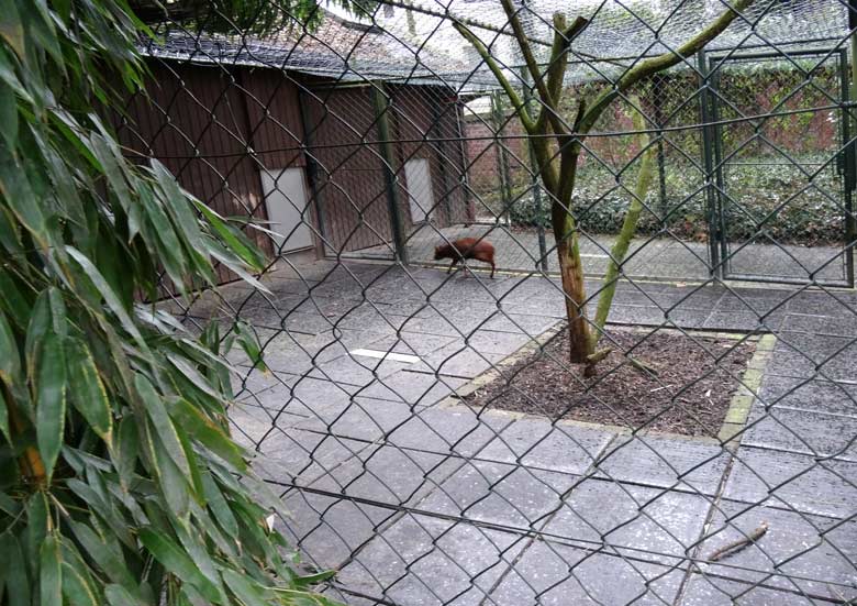 Südlicher Pudu am 28. März 2016 auf der bisherigen Gepardenanlage im Grünen Zoo Wuppertal