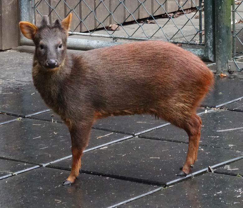 Südlicher Pudu Ende März 2016 auf der bisherigen Gepardenanlage im Wuppertaler Zoo