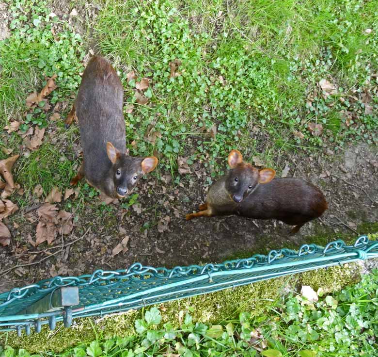 Pudus am 29. April 2017 im Zoologischen Garten der Stadt Wuppertal