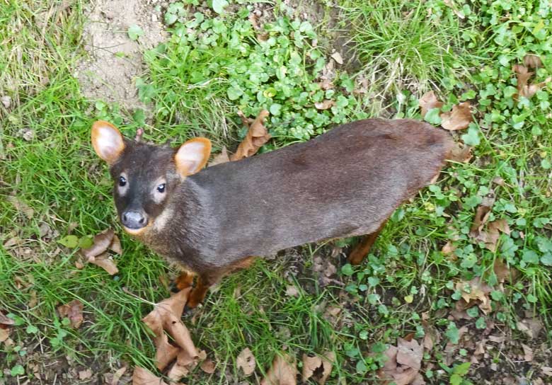 Pudu am 29. April 2017 im Wuppertaler Zoo