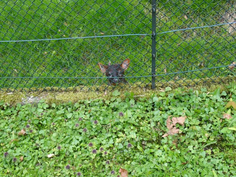 Neugieriger Pudu am 29. April 2017 im Zoo Wuppertal