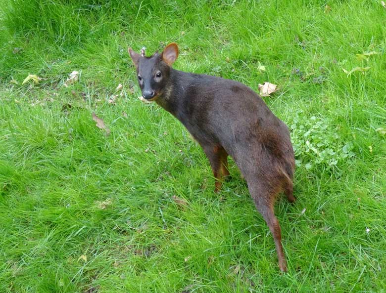 Pudu am 29. April 2017 im Grünen Zoo Wuppertal