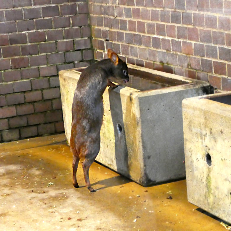 Südlicher Pudu am 12. November 2017 im Südamerikahaus im Zoo Wuppertal