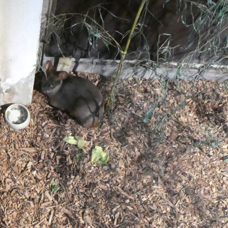 Südlicher Pudu am 12. November 2017 im Südamerikahaus im Grünen Zoo Wuppertal