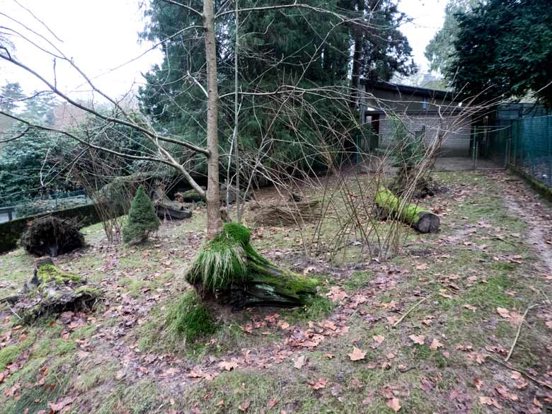 In den Boden gesteckte Zweige auf der Pudu-Anlage am 6. Januar 2018 im Grünen Zoo Wuppertal