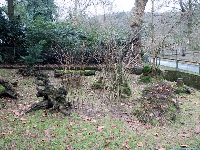 In den Boden gesteckte Zweige auf der Pudu-Anlage am 6. Januar 2018 im Wuppertaler Zoo