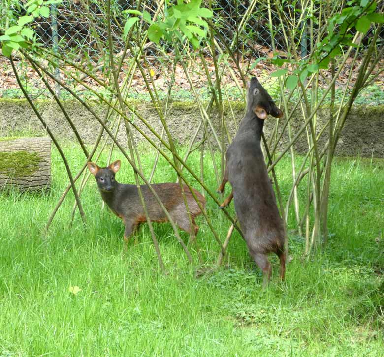 Pudus am 27. April 2018 auf der Außenanlage im Zoologischen Garten Wuppertal