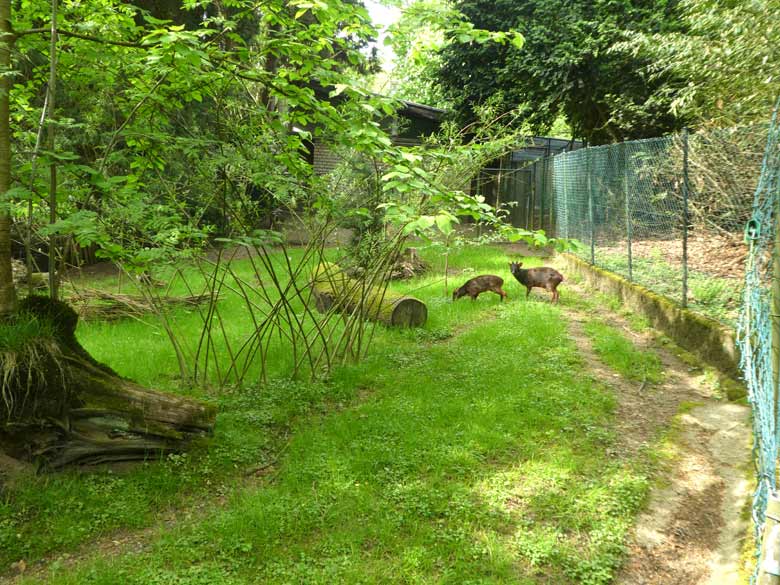 Pudus am 28. April 2018 auf der Außenanlage im Grünen Zoo Wuppertal