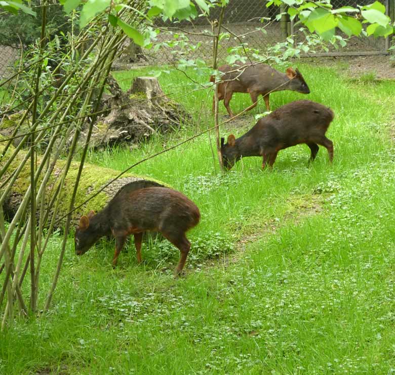 Pudus am 28. April 2018 auf der Außenanlage im Wuppertaler Zoo