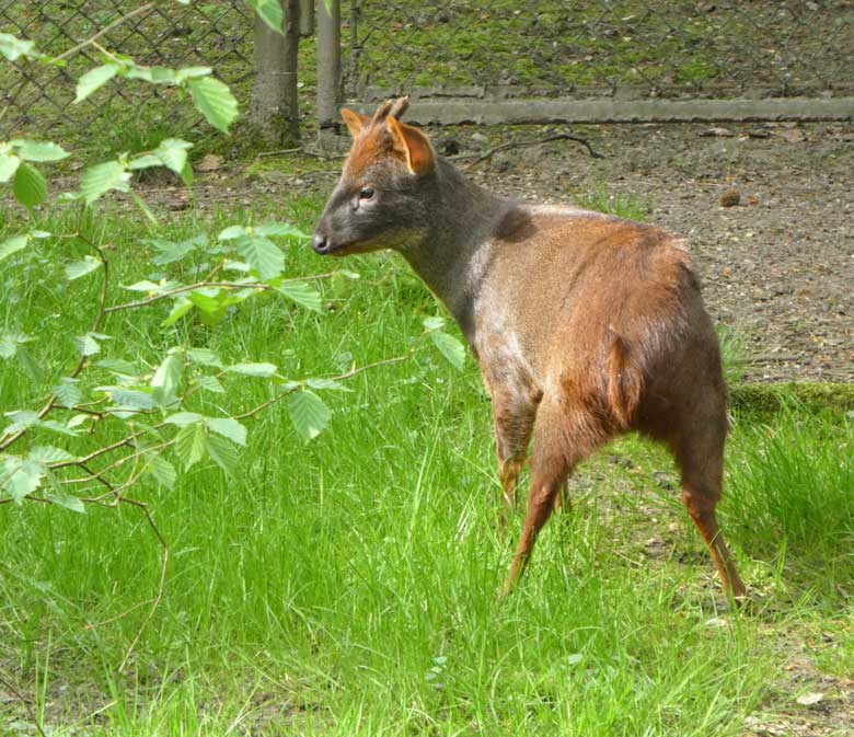 Pudu am 28. April 2018 auf der Außenanlage im Zoo Wuppertal