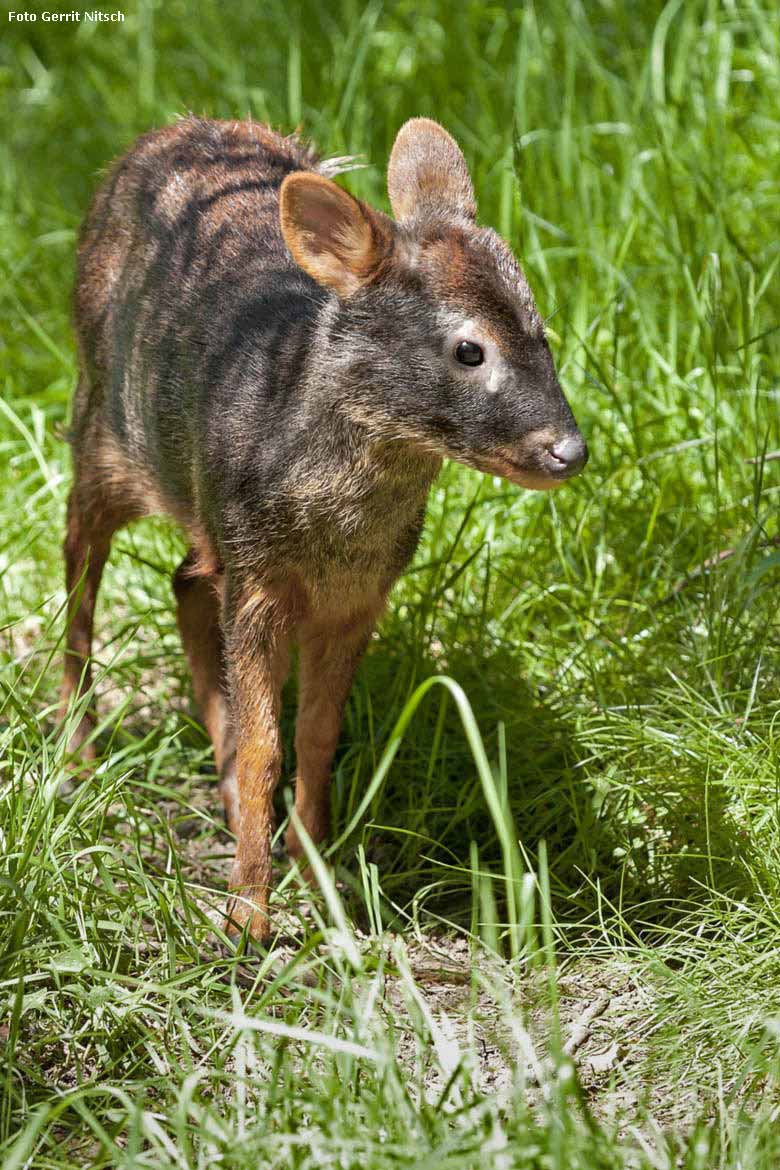 Südlicher Pudu am 21. Mai 2018 auf der Außenanlage im Zoo Wuppertal (Foto Gerrit Nitsch)