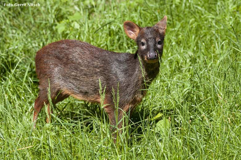 Südpudu am 21. Mai 2018 auf der Außenanlage im Grünen Zoo Wuppertal (Foto Gerrit Nitsch)