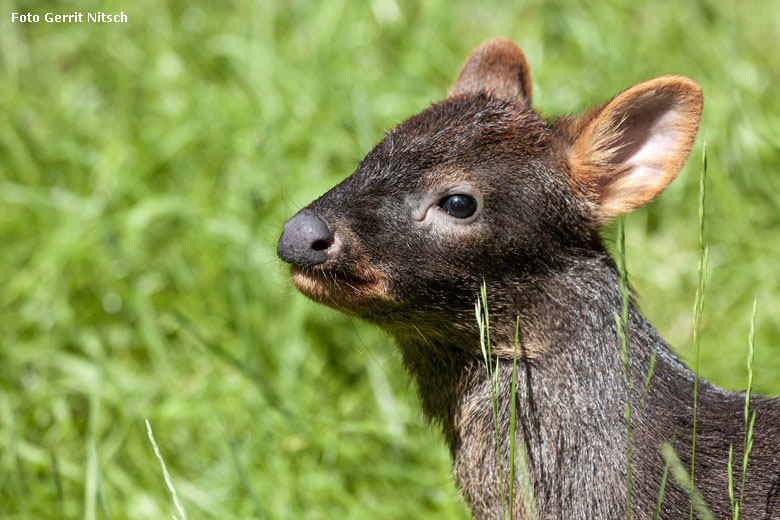 Südliches Pudu-Weibchen am 21. Mai 2018 auf der Außenanlage im Wuppertaler Zoo (Foto Gerrit Nitsch)