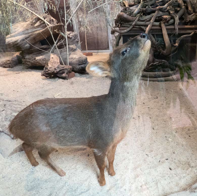 Pudu am 8. Juli 2018 im Gehege der Zwergmaras im Südamerikahaus im Zoologischen Garten Wuppertal