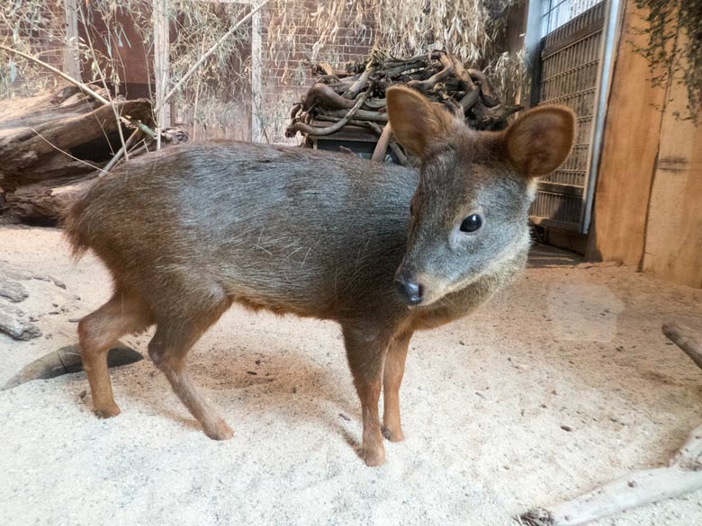 Pudu am 8. Juli 2018 im Gehege der Zwergmaras im Südamerikahaus im Grünen Zoo Wuppertal