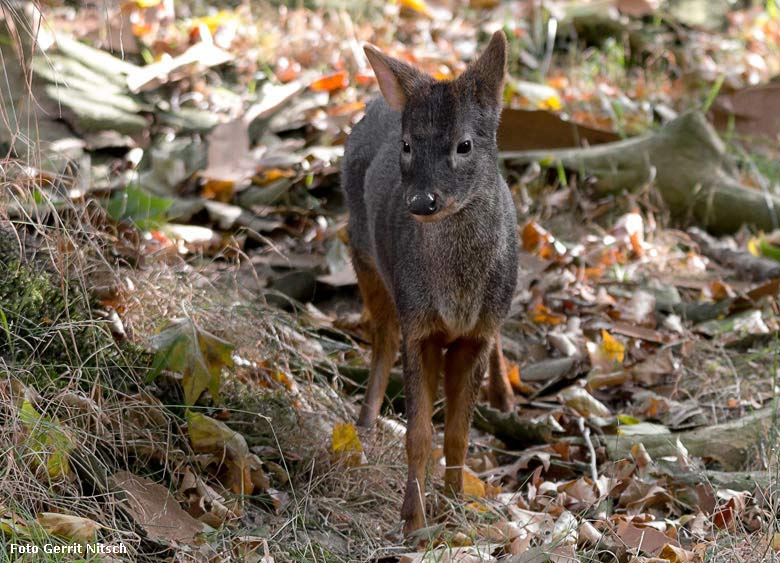 Südpudu am 10. August 2018 auf der Außenanlage im Wuppertaler Zoo (Foto Gerrit Nitsch)