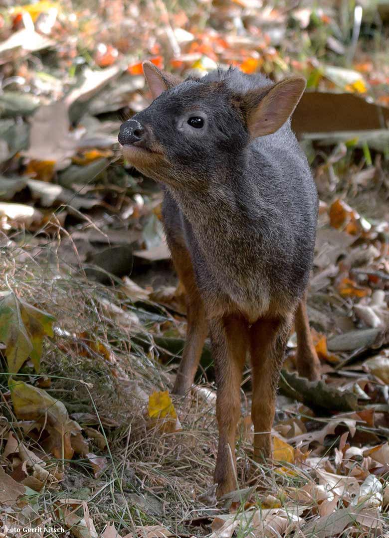 Südpudu am 10. August 2018 auf der Außenanlage im Zoologischen Garten Wuppertal (Foto Gerrit Nitsch)