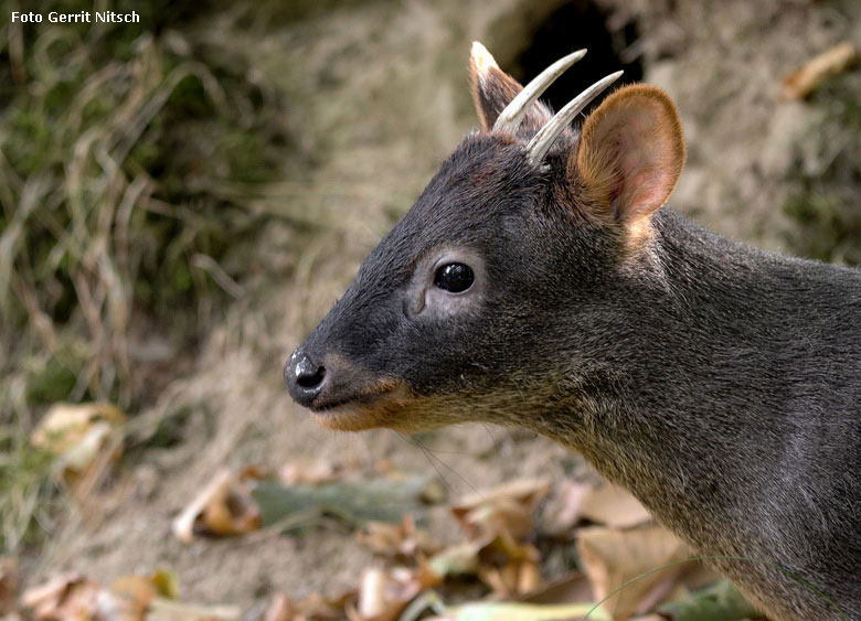 Männlicher Südpudu am 10. August 2018 auf der Außenanlage im Zoo Wuppertal (Foto Gerrit Nitsch)