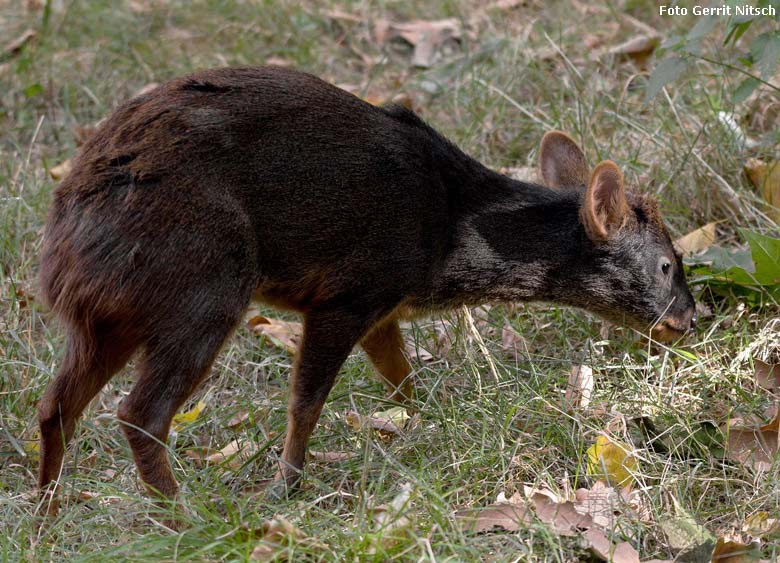 Südpudu am 10. August 2018 auf der Außenanlage im Grünen Zoo Wuppertal (Foto Gerrit Nitsch)