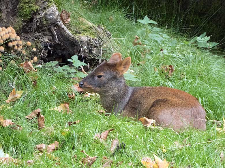 Südpudu am 12. Oktober 2019 auf der Außenanlage neben der Madagaskar-Voliere im Wuppertaler Zoo
