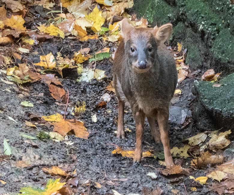 Weiblicher Südlicher Pudu im Außengehege unterhalb des Vogel-Hauses im Grünen Zoo Wuppertal