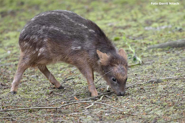 Südliches Pudu-Jungtier am 22. Juni 2020 auf der Außenanlage unterhalb des Vogel-Hauses im Grünen Zoo Wuppertal (Foto Gerrit Nitsch)