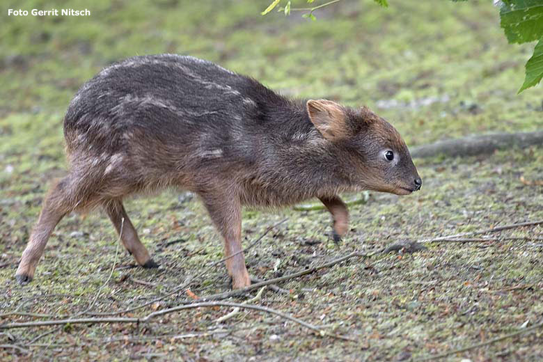 Südpudu-Jungtier am 22. Juni 2020 auf der Außenanlage unterhalb des Vogel-Hauses im Zoologischen Garten Wuppertal (Foto Gerrit Nitsch)