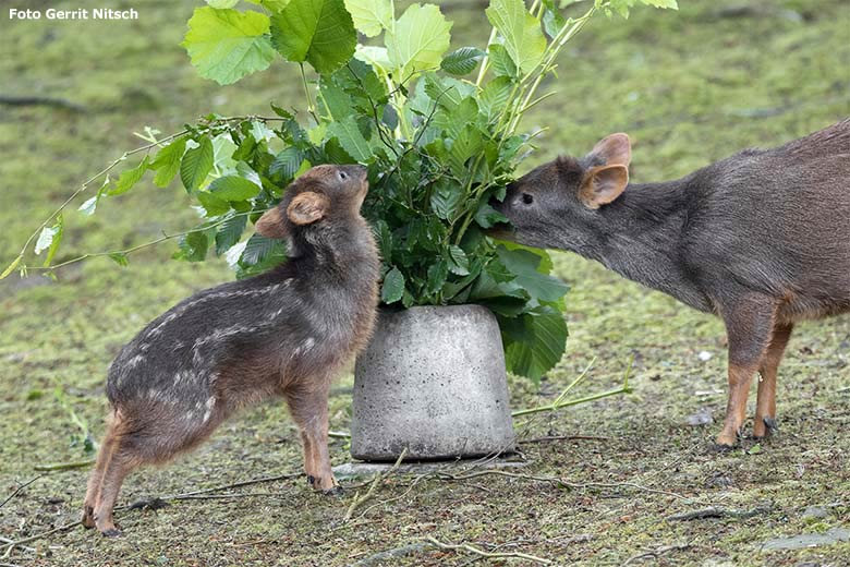 Südpudu-Jungtier und weiblicher Südpudu am 22. Juni 2020 auf der Außenanlage unterhalb des Vogel-Hauses im Wuppertaler Zoo (Foto Gerrit Nitsch)