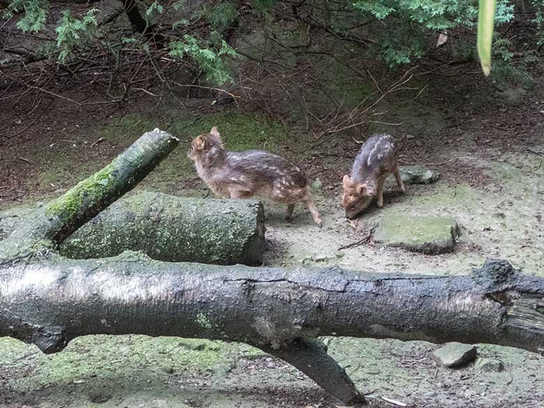 Zwei Südpudu-Jungtiere am 22. Juni 2020 auf der Außenanlage unterhalb des Vogel-Hauses im Grünen Zoo Wuppertal