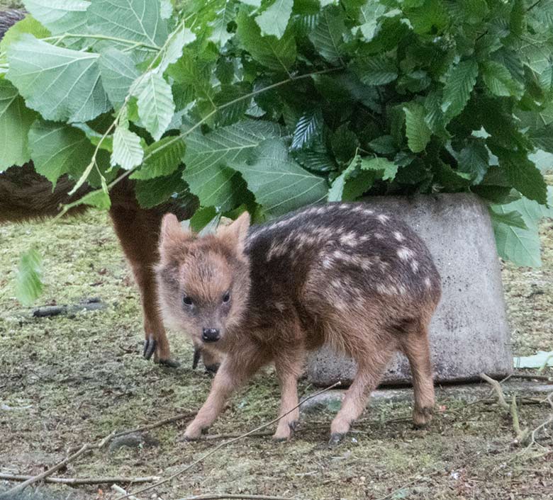 Südpudu-Jungtier am 22. Juni 2020 auf der Außenanlage unterhalb des Vogel-Hauses im Zoo Wuppertal