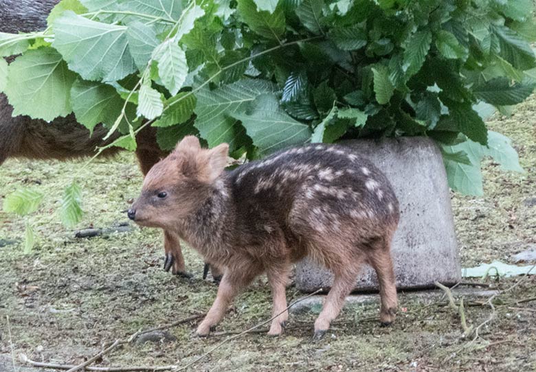 Südpudu-Jungtier am 22. Juni 2020 auf der Außenanlage unterhalb des Vogel-Hauses im Zoologischen Garten Wuppertal