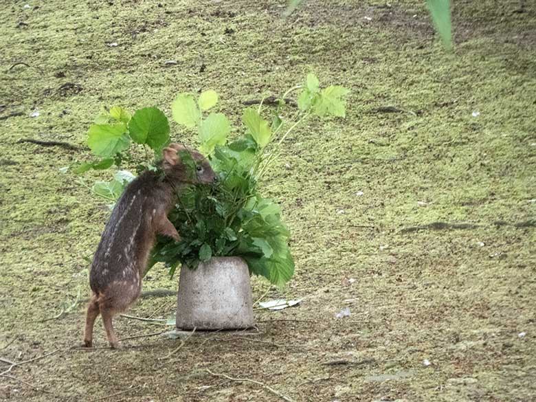 Südpudu-Jungtier am 22. Juni 2020 auf der Außenanlage unterhalb des Vogel-Hauses im Grünen Zoo Wuppertal