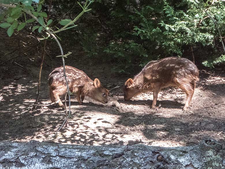 Zwei männliche Südpudu-Jungtiere am 26. Juni 2020 auf der Außenanlage unterhalb des Vogel-Hauses im Grünen Zoo Wuppertal