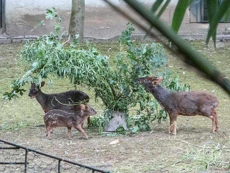 Südpudu-Familie am 28. Juni 2020 auf der Außenanlage unterhalb des Vogel-Hauses im Grünen Zoo Wuppertal