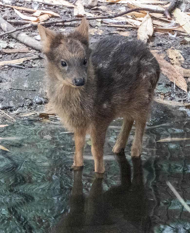 Südpudu-Jungtier am 28. Juni 2020 im Wasser auf der Außenanlage unterhalb des Vogel-Hauses im Grünen Zoo Wuppertal