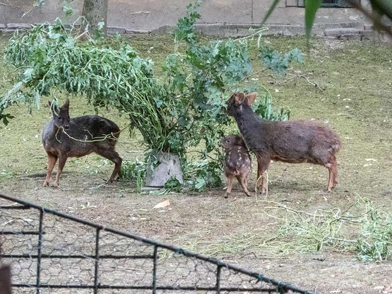 Südpudu-Paar mit Jungtier am 28. Juni 2020 auf der Außenanlage unterhalb des Vogel-Hauses im Grünen Zoo Wuppertal