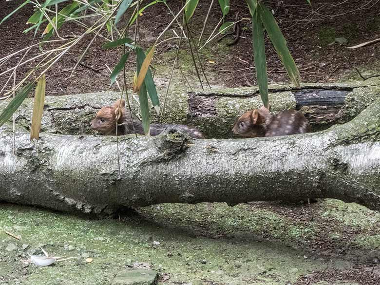 Südpudu-Jungtiere am 28. Juni 2020 auf der Außenanlage unterhalb des Vogel-Hauses im Grünen Zoo Wuppertal