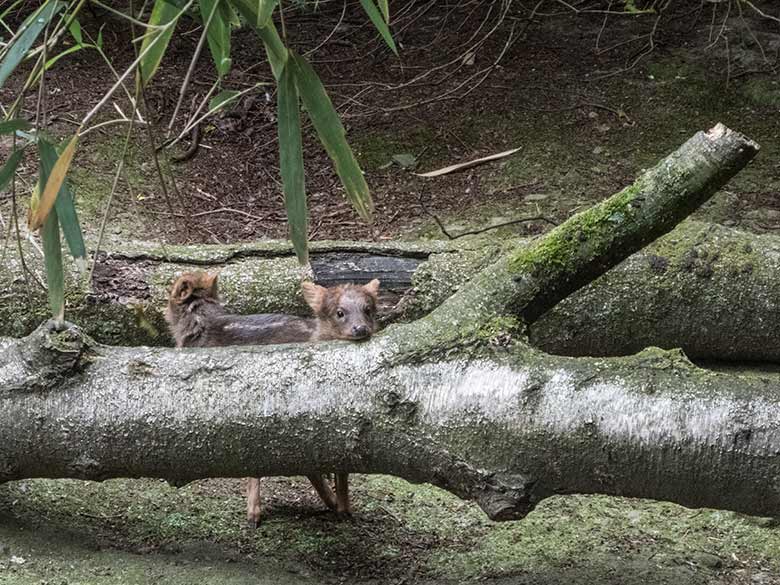 Südpudu-Jungtiere am 28. Juni 2020 auf der Außenanlage unterhalb des Vogel-Hauses im Grünen Zoo Wuppertal