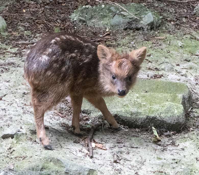 Südpudu-Jungtier am 28. Juni 2020 auf der Außenanlage unterhalb des Vogel-Hauses im Grünen Zoo Wuppertal