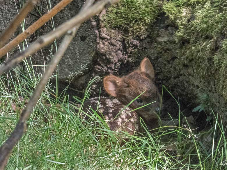 Südpudu-Jungtier am 19. Juli 2020 im Gras auf der Pudu-Außenanlage in der Nähe der Emus im Grünen Zoo Wuppertal