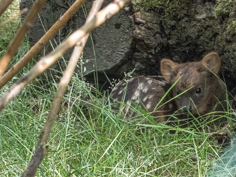 Südpudu-Jungtier am 19. Juli 2020 im Gras auf der Pudu-Außenanlage in der Nähe der Emus im Zoologischen Garten Wuppertal